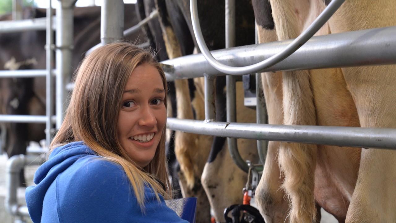 Give It A Go Girl Milking Cows Nelson Weekly 